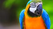 Homem descobre traio graas a papagaios: "Vem, o meu marido no est"